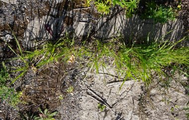 Dragonerareal – Spontane Vegetation in Rissen und Fugen